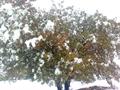 common hawthorn 